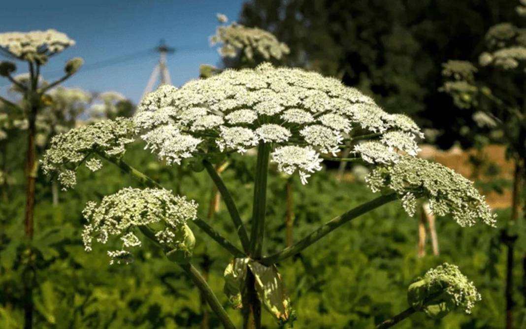 Bu otun sadece yanından geçti, hayatı karardı! Bir ömür onunla yaşayacak, kabus gibi 7